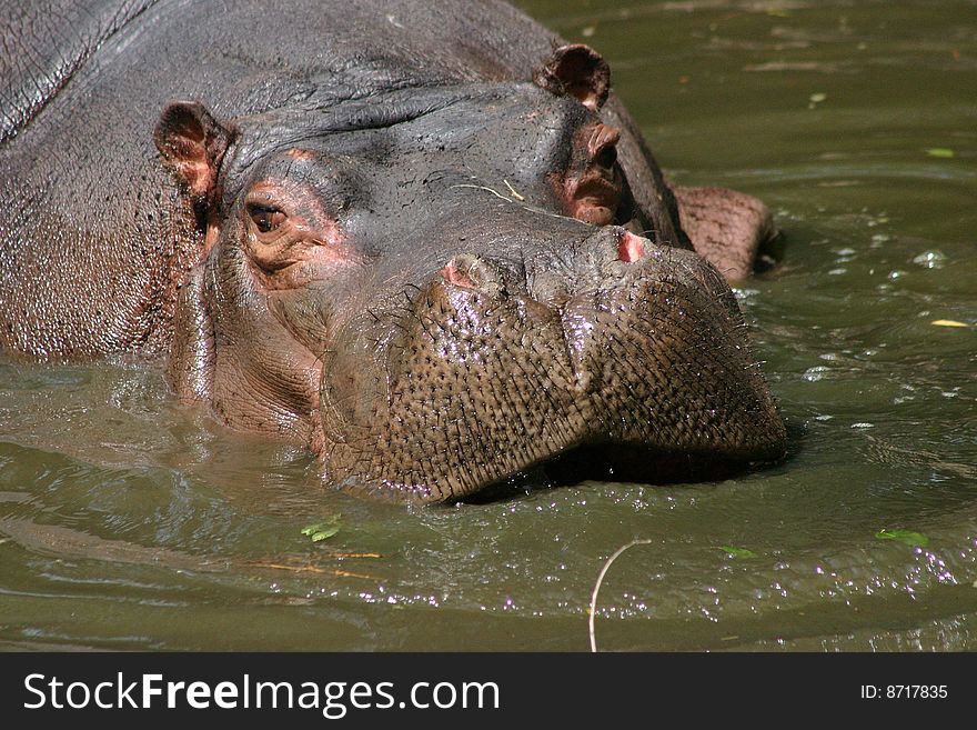 Muzzle of one hippopotamus in water