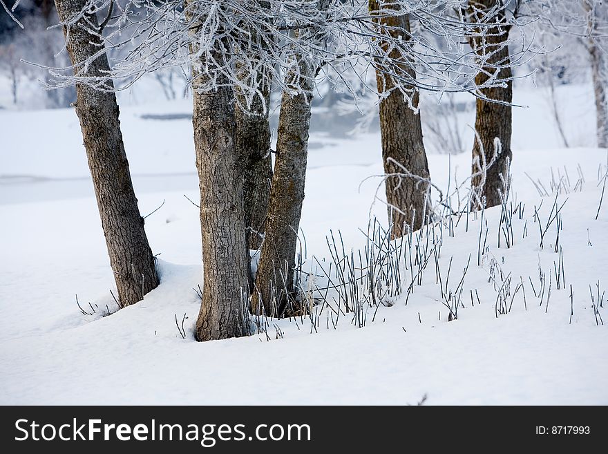 Dead Trees During Winter