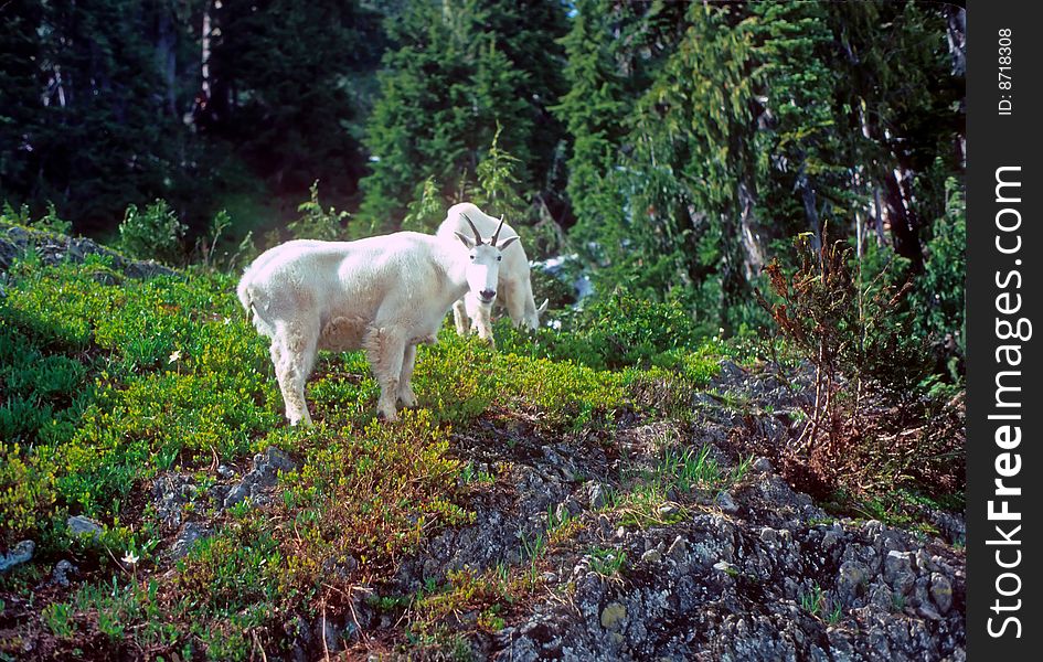 Curious Mountain goats