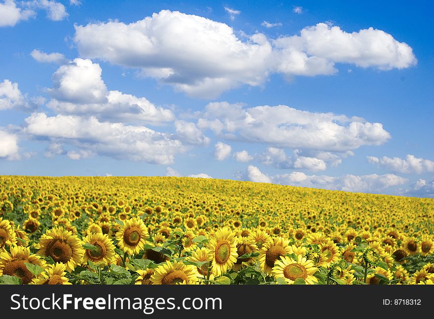 Sunflower field over cloudy blue sky