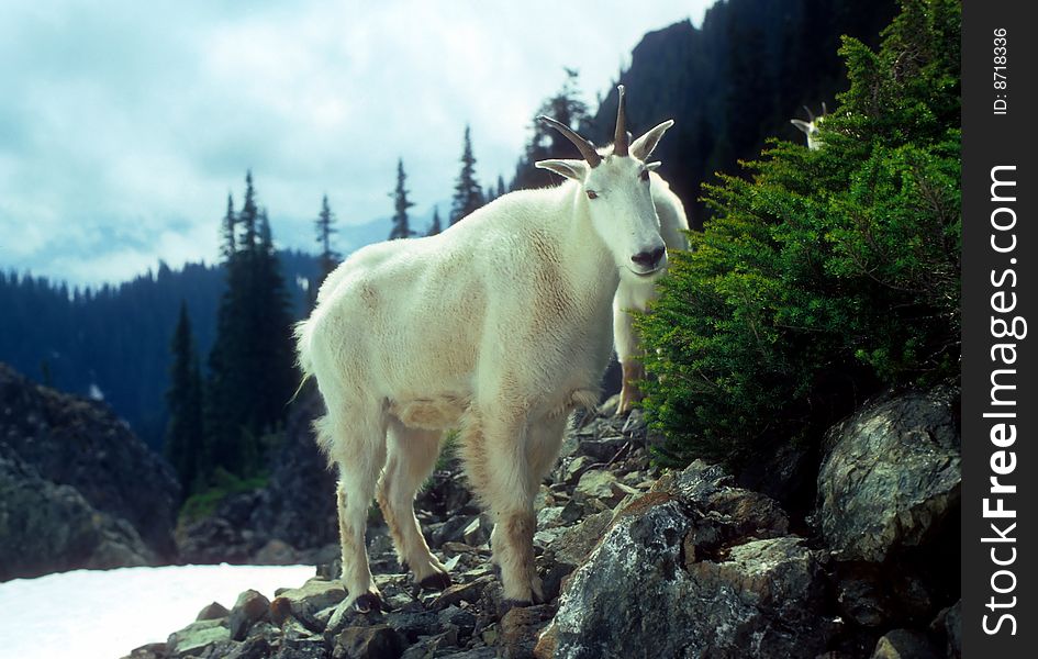 Curious Mountain goats, Gladys Pass Olympic National Park, Washington