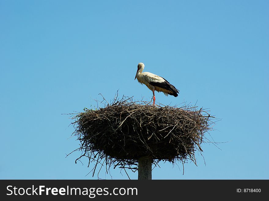 Storks in their nest on sky