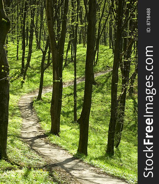 Green forest background in sunny day