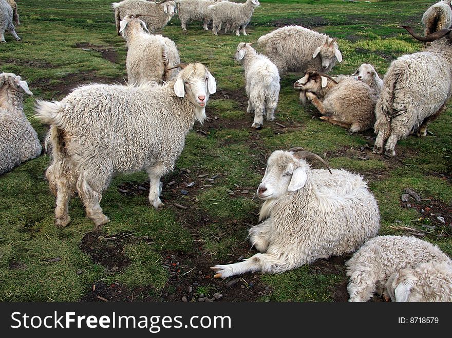 A herd of sheeps at the ranch in Patagonia