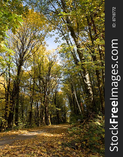 Fall leaves lie on a country road during autumn