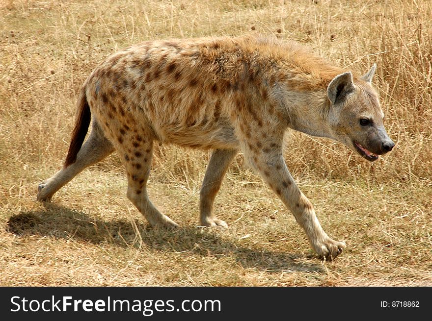 Hyena in the wild of the African Crater. Hyena in the wild of the African Crater