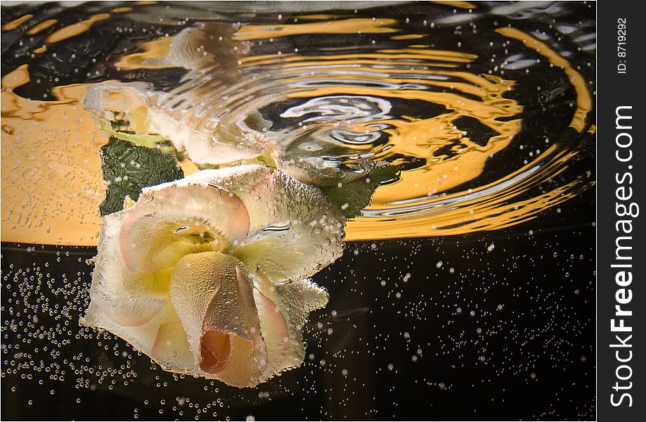 Background with a white rose crystal splashing in water. Background with a white rose crystal splashing in water