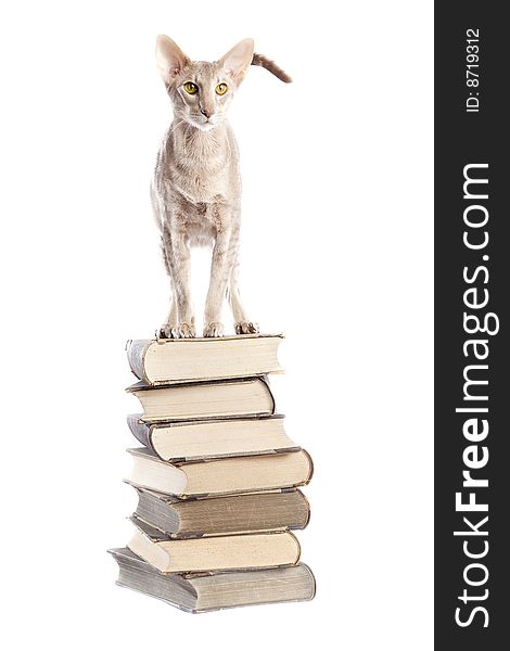 Short haired cat on the book pile