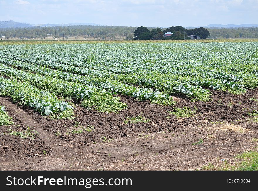 Farm house in the middle of the field with cabbage growing ready for the market. Farm house in the middle of the field with cabbage growing ready for the market