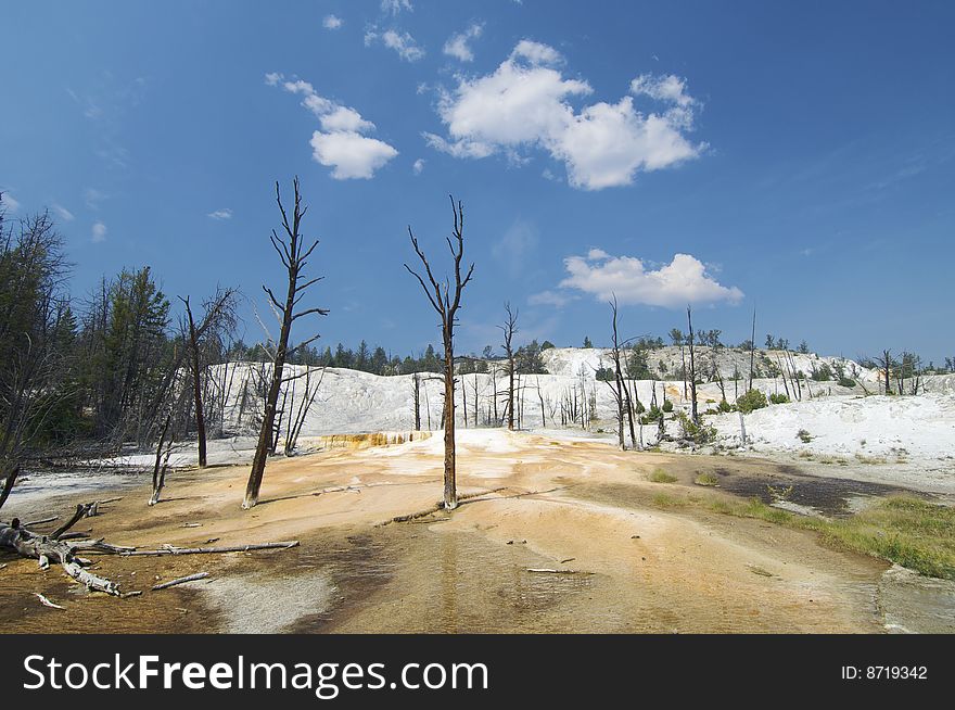 Dead trees in an area of fumes in Yellowstone National Park; Idaho, Montana, Wyoming; Usa