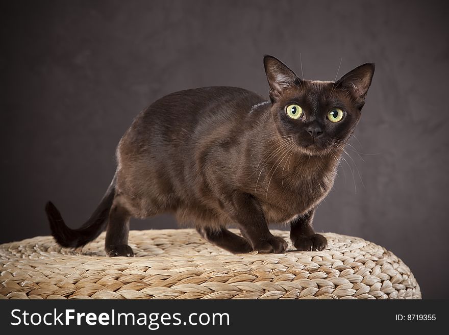 Short haired dark brown cat on the wooden bench
