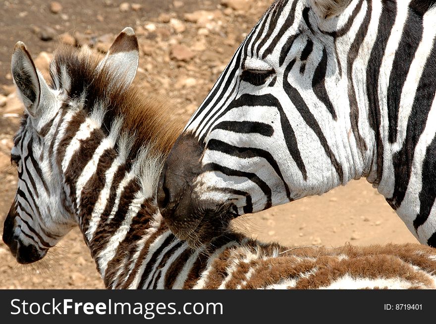 Two zebras, with the mother protecting her child in Africa. Two zebras, with the mother protecting her child in Africa