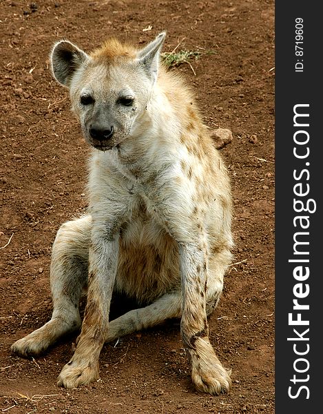 Hyena in the wild of the African Crater. Hyena in the wild of the African Crater