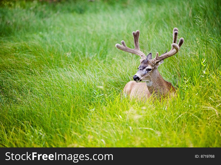 A male deer lies in a meadow. A male deer lies in a meadow