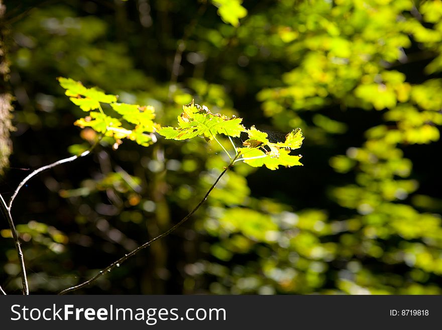 Bright green leaves