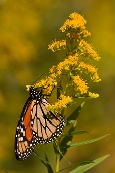 Monarch Butterfly Stock Image Monarch Butterfly Stock Image