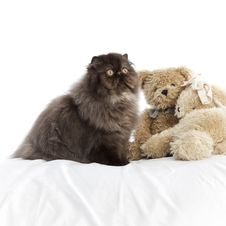 Long Haired Persian Cat Stock Images