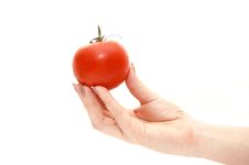 Hand Holds A Tomato On A White Background Stock Photography