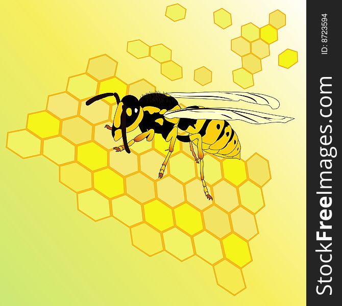 Vector illustration with wasp and honey