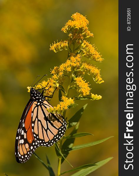 Monarch butterfly on goldenrod flowers.