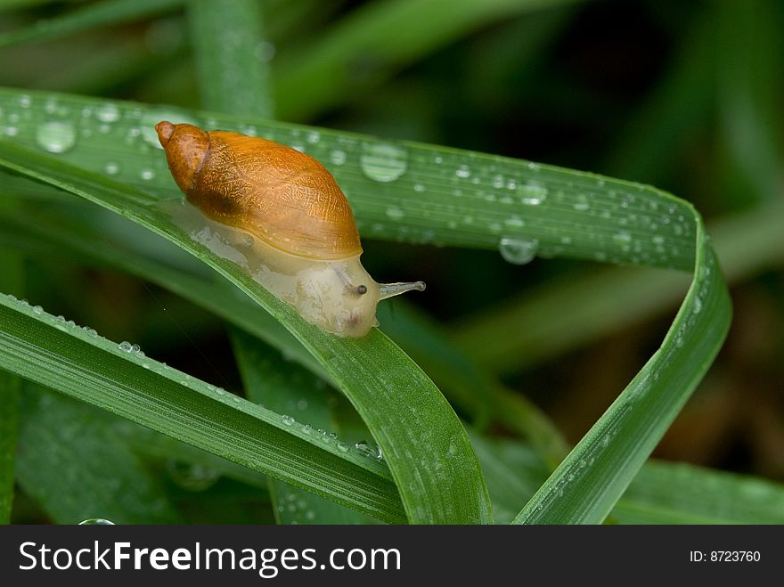 Snail sliding along grass covered with raindrops