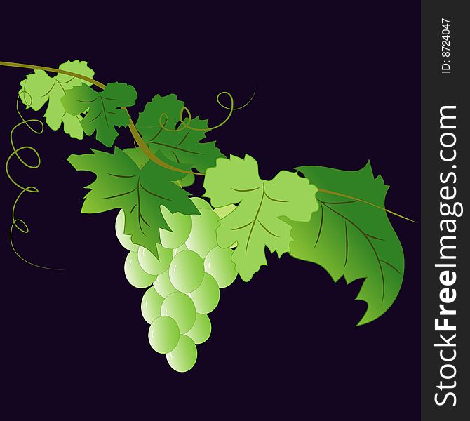 Vector illustration with green grape on black background