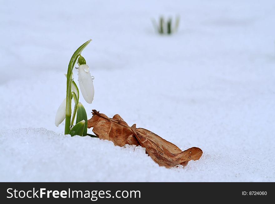 Yellow sheet, snow and snowdrop. Autumn, winter and spring.