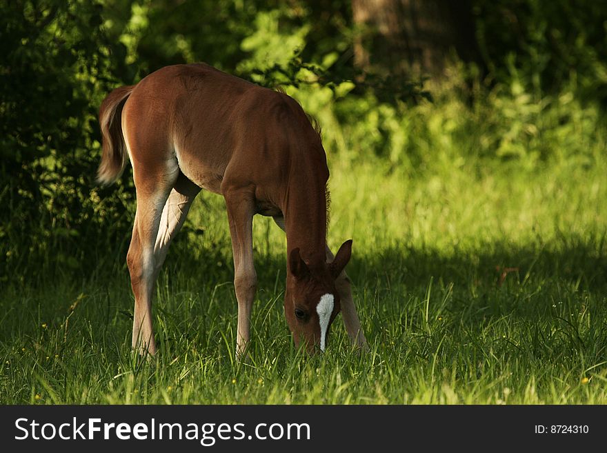 Arabian foal grazing in spring pasture. Arabian foal grazing in spring pasture.