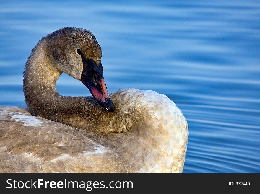 Trumpeter swan relaxing on the lake