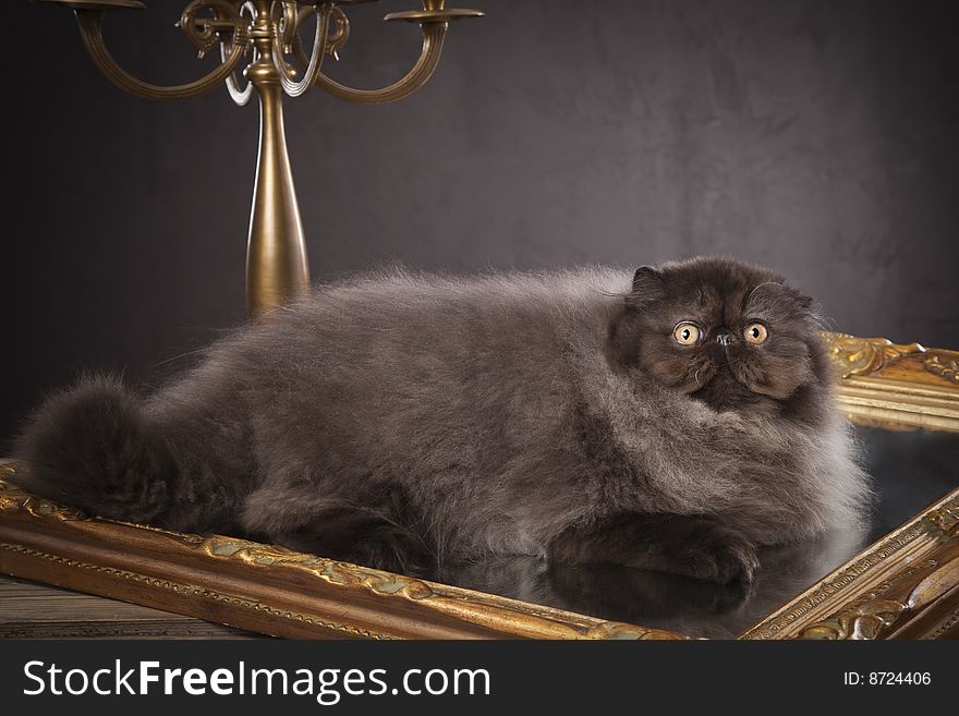 Long haired (persian) cat on the old mirror. Long haired (persian) cat on the old mirror