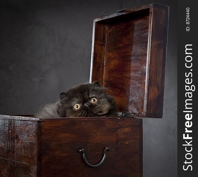 Long Haired Persian Cat In The Wooden Box