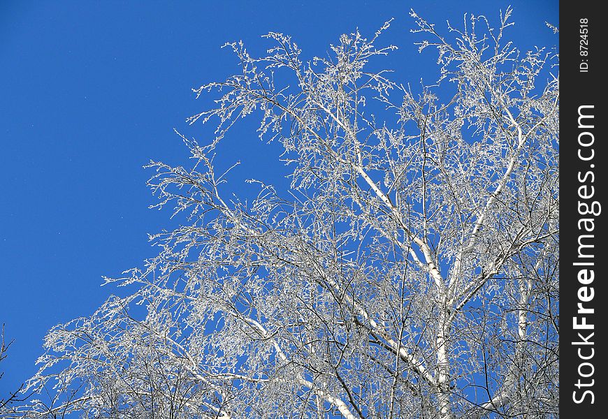 Frozen birch against the backdrop of blue sky