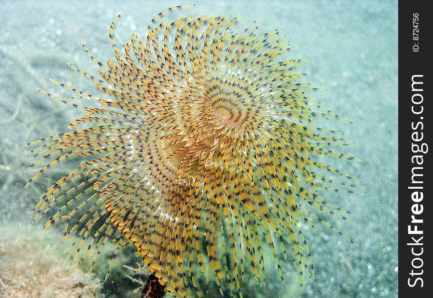 A macro of a coloured Spirographis in mediterranean sea (Liguria, Italy). A macro of a coloured Spirographis in mediterranean sea (Liguria, Italy)