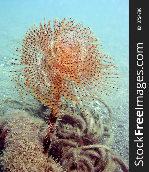 Sea Kokerworm Full View