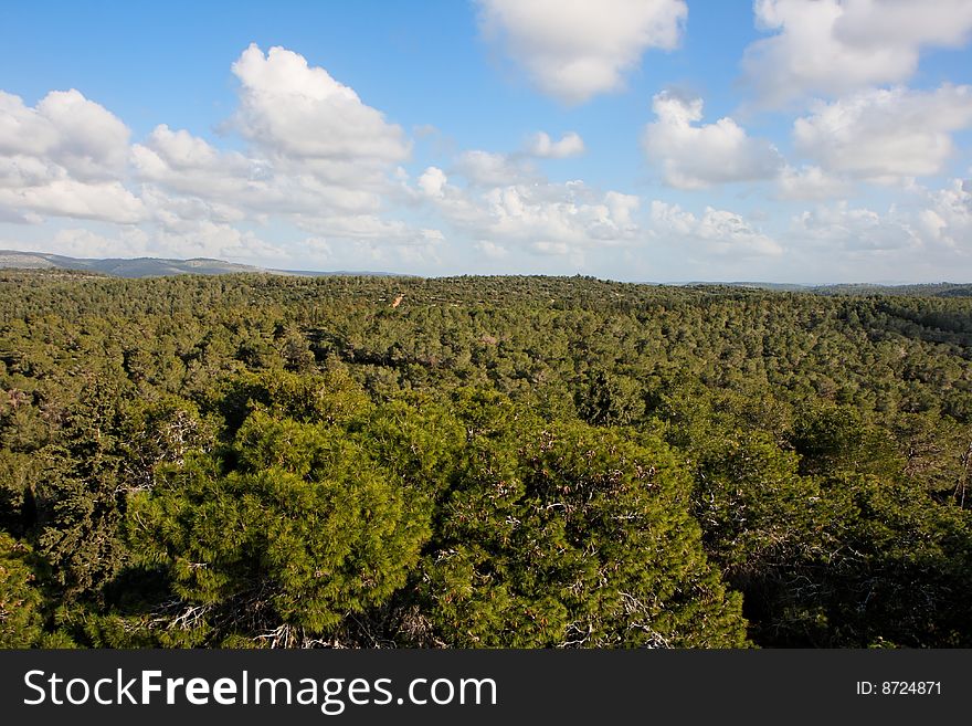 Pinetree forest stretches to horizon. Pinetree forest stretches to horizon