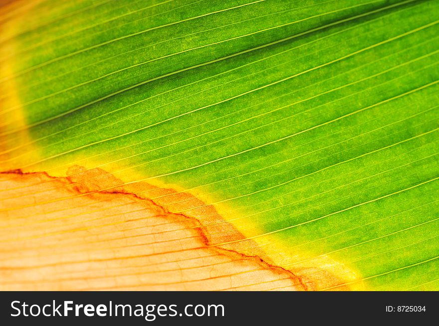 Background leaf in green and yellow