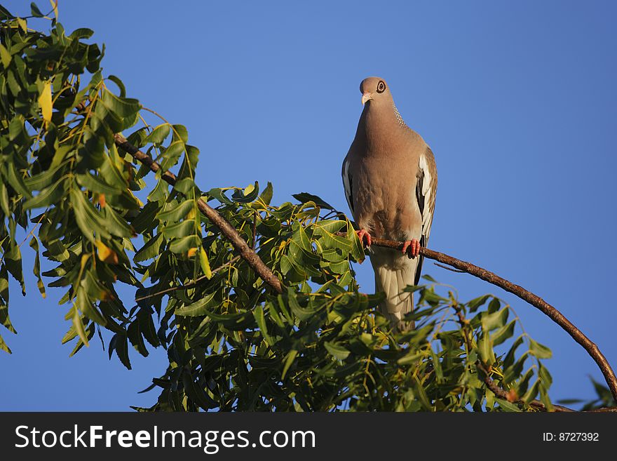 Bare-eyed Pigeon (Patagioenas corensis) on branch