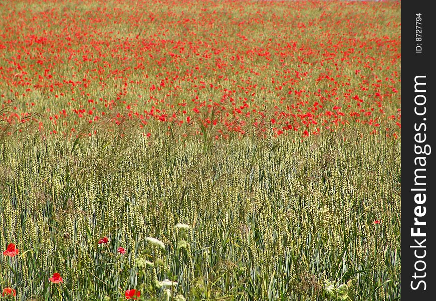 Red poppy in the green field of corn, snap was taken in the Czech Republic. Red poppy in the green field of corn, snap was taken in the Czech Republic