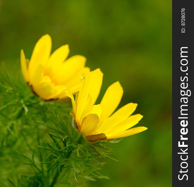 Bright, yellow flowers of primrose spring on background of green grass