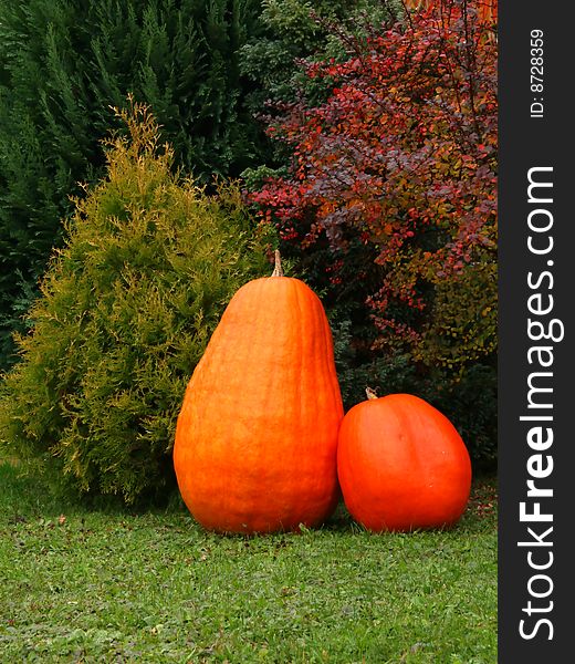 Two pumpkins standings on green grass