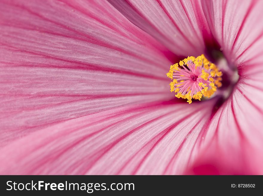 Pink flower with stamen and pistil