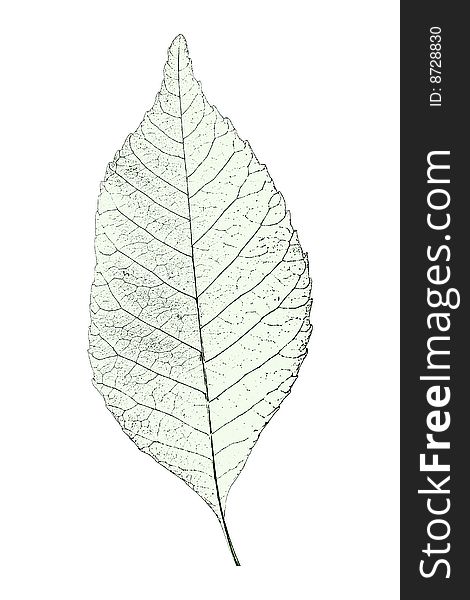 Leaf isolated over white background. Leaf isolated over white background