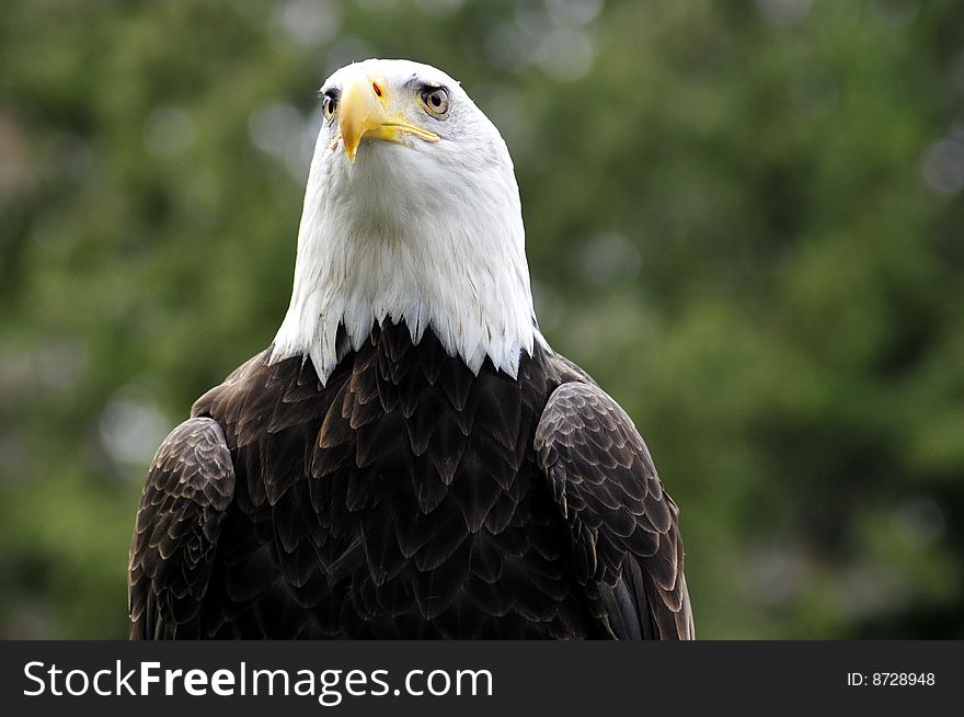 Majestic Bald eagle facing camera