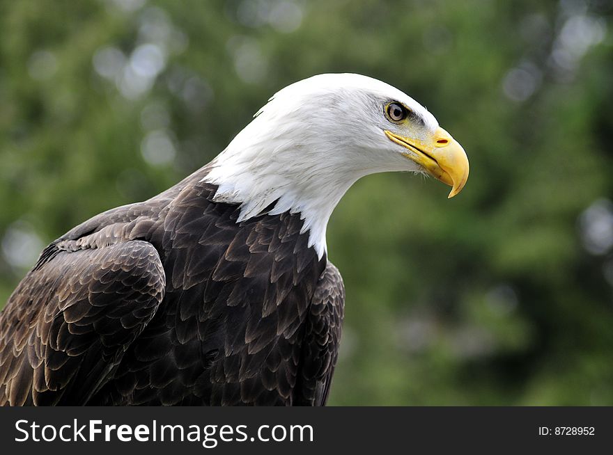 Majestic Bald eagle looking for prey