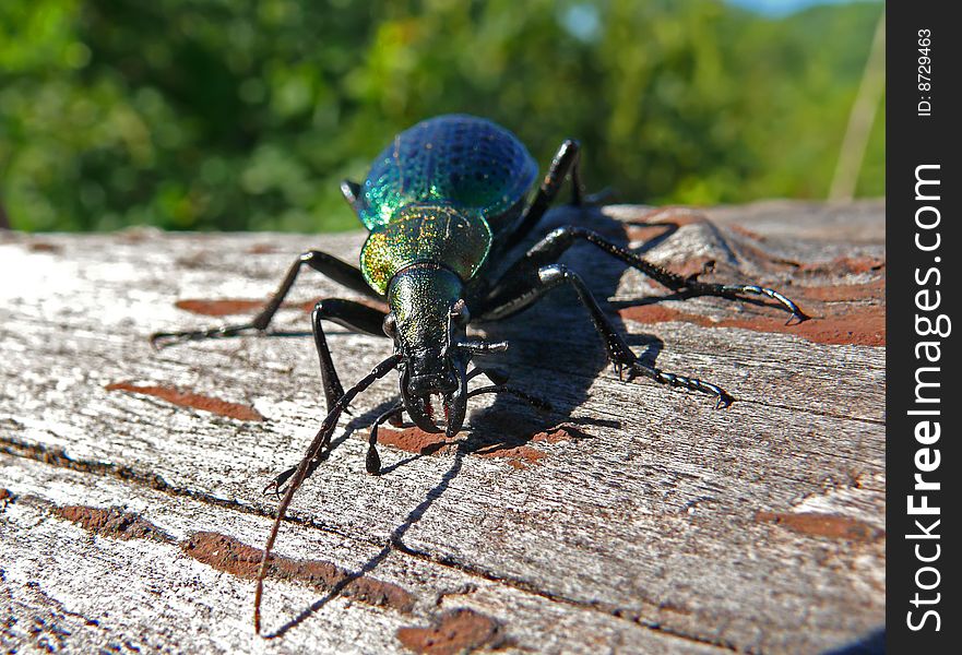 A close-up of a beetle carabus on tree. Russian Far East. A close-up of a beetle carabus on tree. Russian Far East.