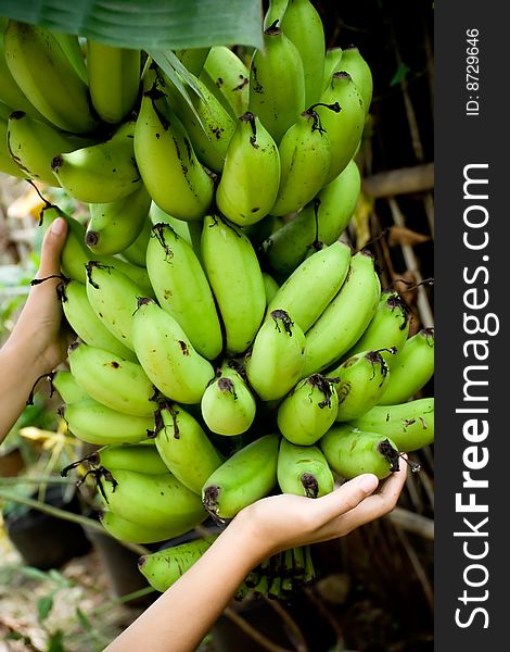 Agriculture business - a person showing harvest of banana fruit. Agriculture business - a person showing harvest of banana fruit