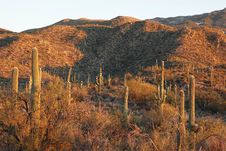 Saguaro Hills At Sunset Royalty Free Stock Photo Saguaro Hills At Sunset Royalty Free Stock Photo
