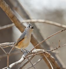 Tufted Titmouse Royalty Free Stock Photography