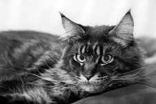Lazy Cat Stock Images Lazy Cat Stock Images