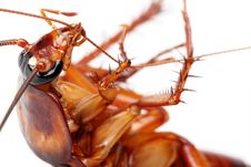 Death Cockroach Royalty Free Stock Image Death Cockroach Royalty Free Stock Image